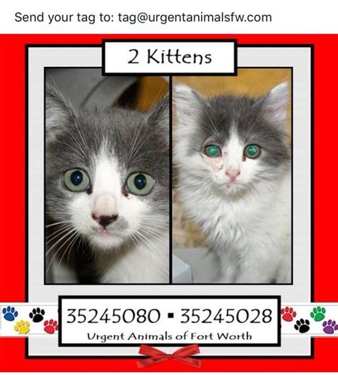 Places to Advertise Kittens for Adoption · Your Local Veterinary Clinic. . Unwanted kittens for free